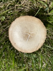 Fungi