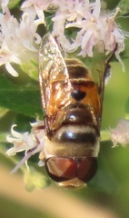 Phytomia erratica