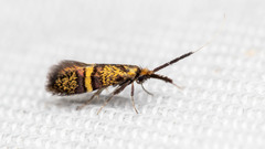 Nemophora associatella