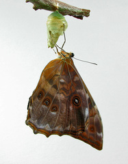 Morpho telemachus