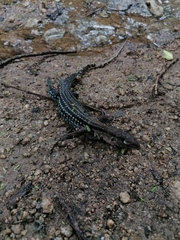 Aspidoscelis guttatus