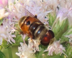 Phytomia erratica