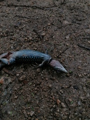 Aspidoscelis guttatus