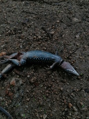 Aspidoscelis guttatus