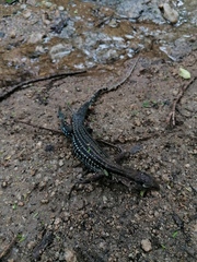 Aspidoscelis guttatus