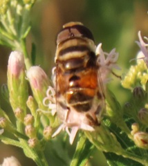 Phytomia erratica