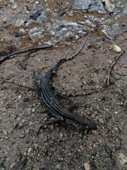 Aspidoscelis guttatus