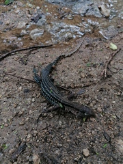 Aspidoscelis guttatus