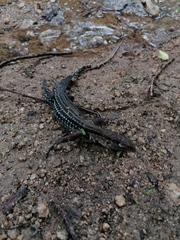 Aspidoscelis guttatus