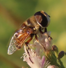 Phytomia erratica