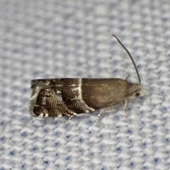 Sereda tautana