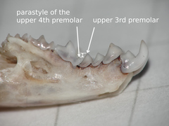 Greater White-Toothed Shrew photo 3