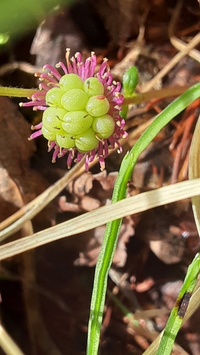 Arctic raspberry