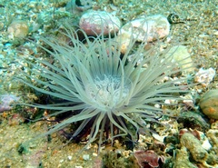 Cerianthus membranaceus