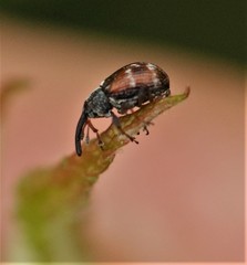Anthonomus signatus