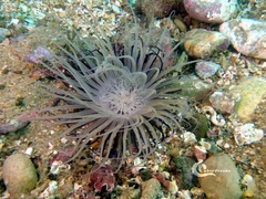 Cerianthus membranaceus