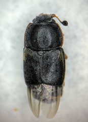 Carpophilinae