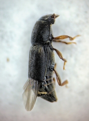Carpophilinae