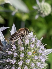 Megachile