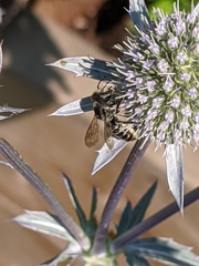 Megachile
