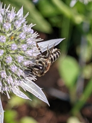 Megachile