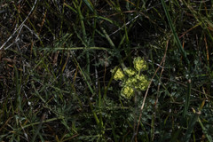 Lomatium macrocarpum