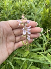 Stachys pilosa