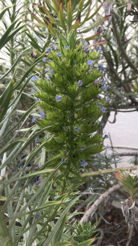 photo of Pride Of Madeira (Echium candicans)