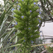 photo of Pride Of Madeira (Echium candicans)