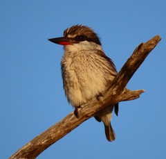 Halcyon chelicuti chelicuti