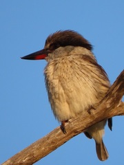 Halcyon chelicuti chelicuti