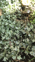 Dichondra argentea