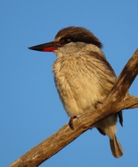 Halcyon chelicuti chelicuti