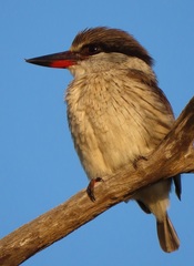 Halcyon chelicuti chelicuti