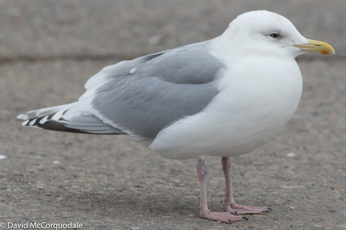 Iceland Gull