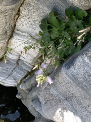 Campanula samothracica