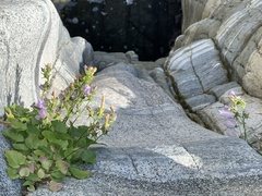 Campanula samothracica