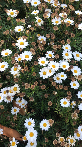 photo of Marguerite Daisy (Argyranthemum frutescens)