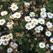 photo of Marguerite Daisy (Argyranthemum frutescens)