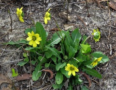 Berlandiera subacaulis
