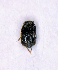 Ptiliidae