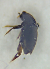 Ptiliidae