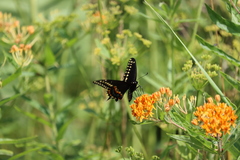 Papilio polyxenes
