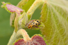 Systena nigroplagiata