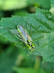 Rhogogaster chlorosoma