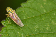 Apogonalia fraterna