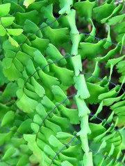 Adiantum concinnum