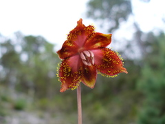 Calochortus marcellae