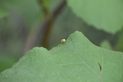 Zonosemata vittigera