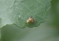 Zonosemata vittigera